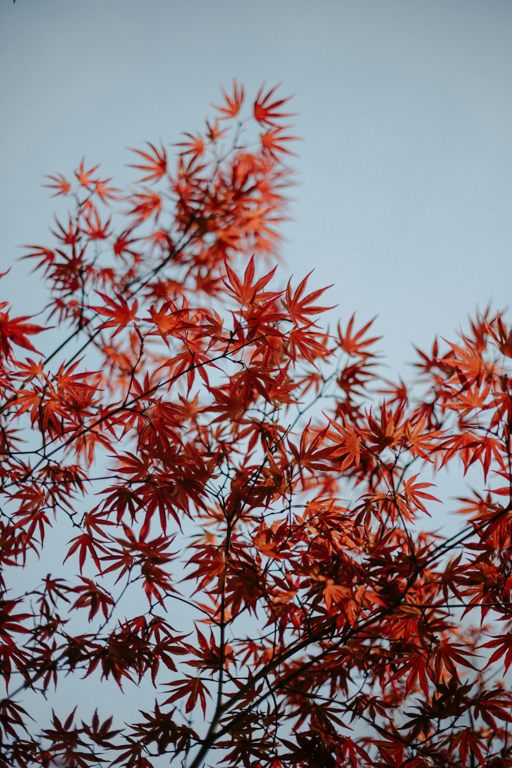 a tree with red leaves against a blue sky
