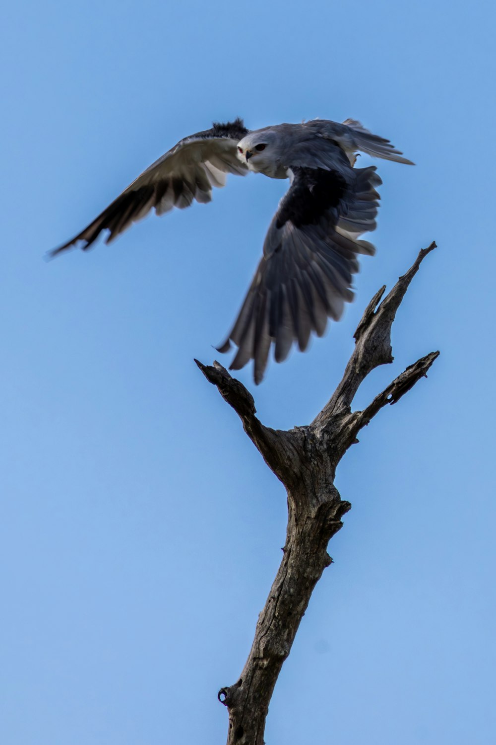 a bird flying over a dead tree branch