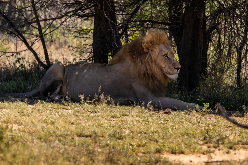 木陰に横たわるライオン