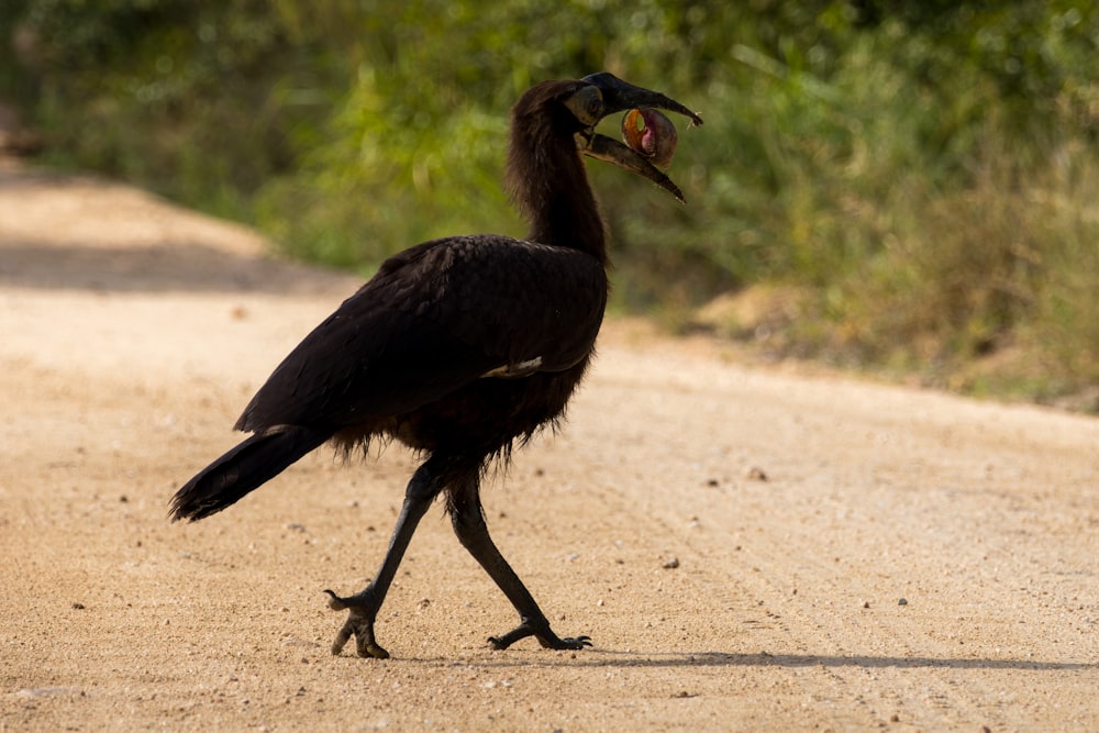 a large black bird walking across a dirt road