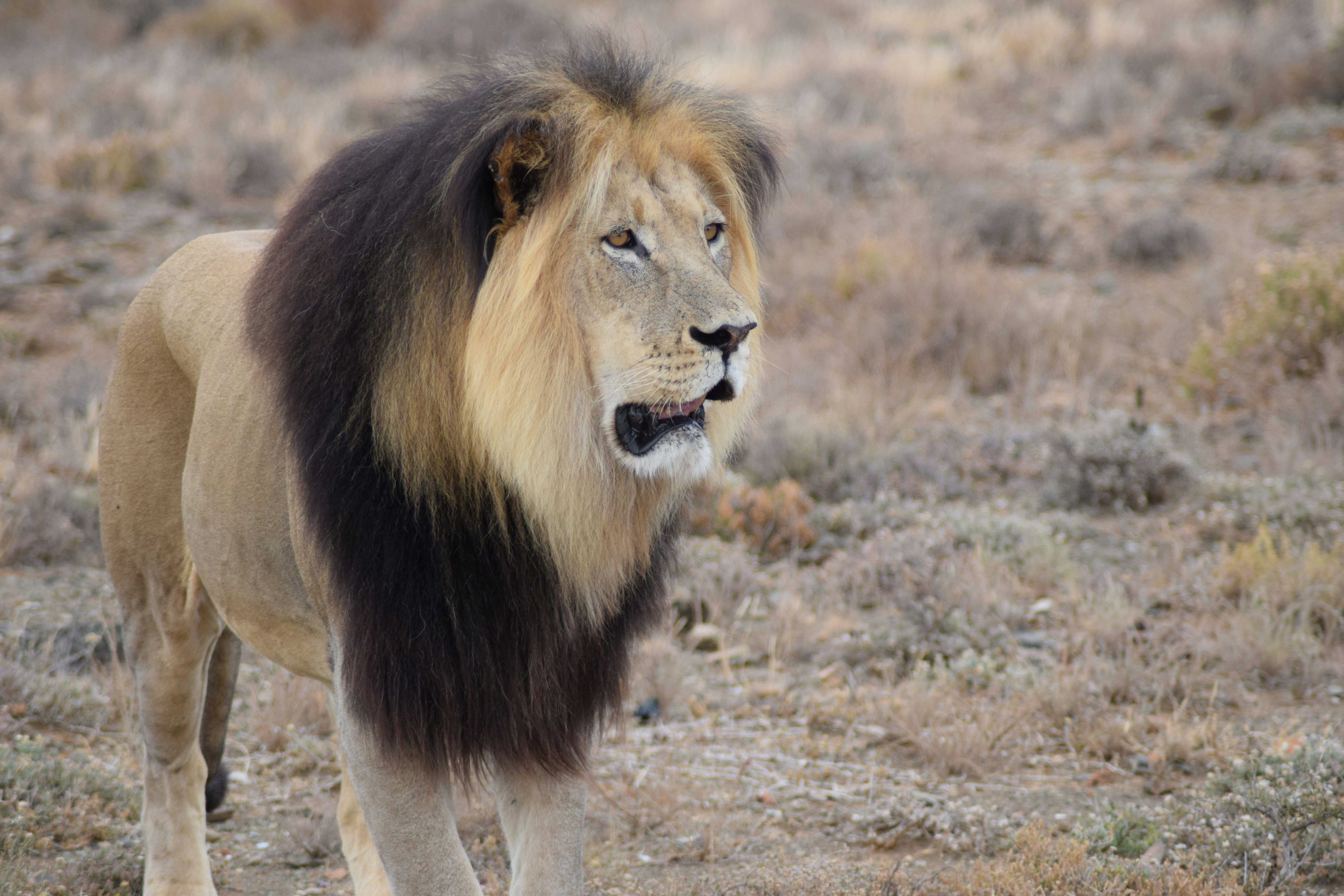 New Narnia Movie Has Edmund BETRAY HIS FAMILY For a Klondike Bar? 🤨