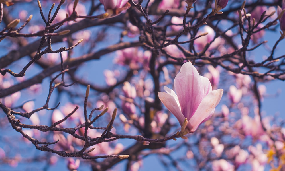 una flor rosada está floreciendo en un árbol