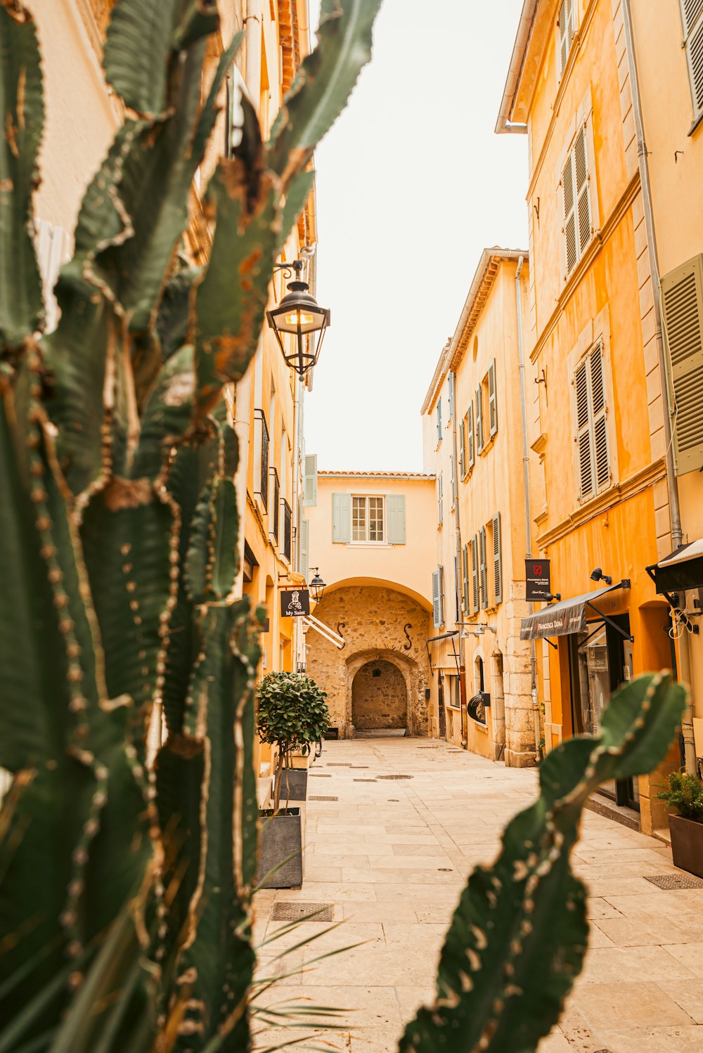 a cactus in a pot on the side of a building