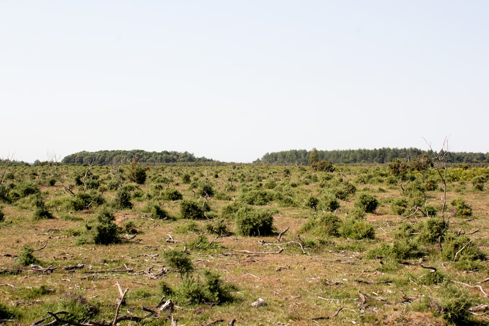 a field with a few trees in the distance