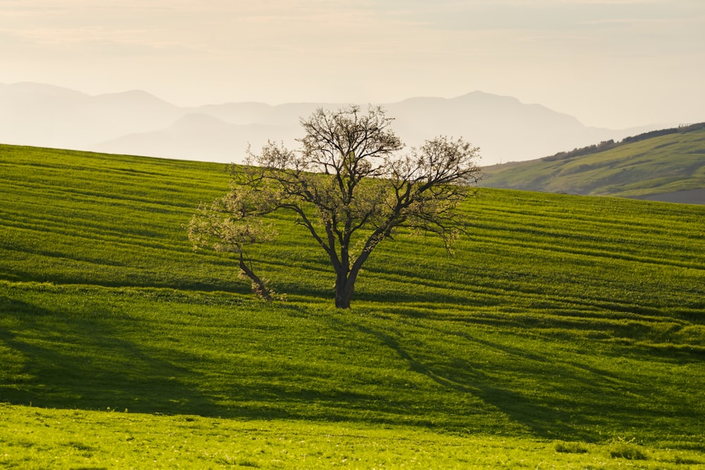 a lone tree in a green field with mountains in the background