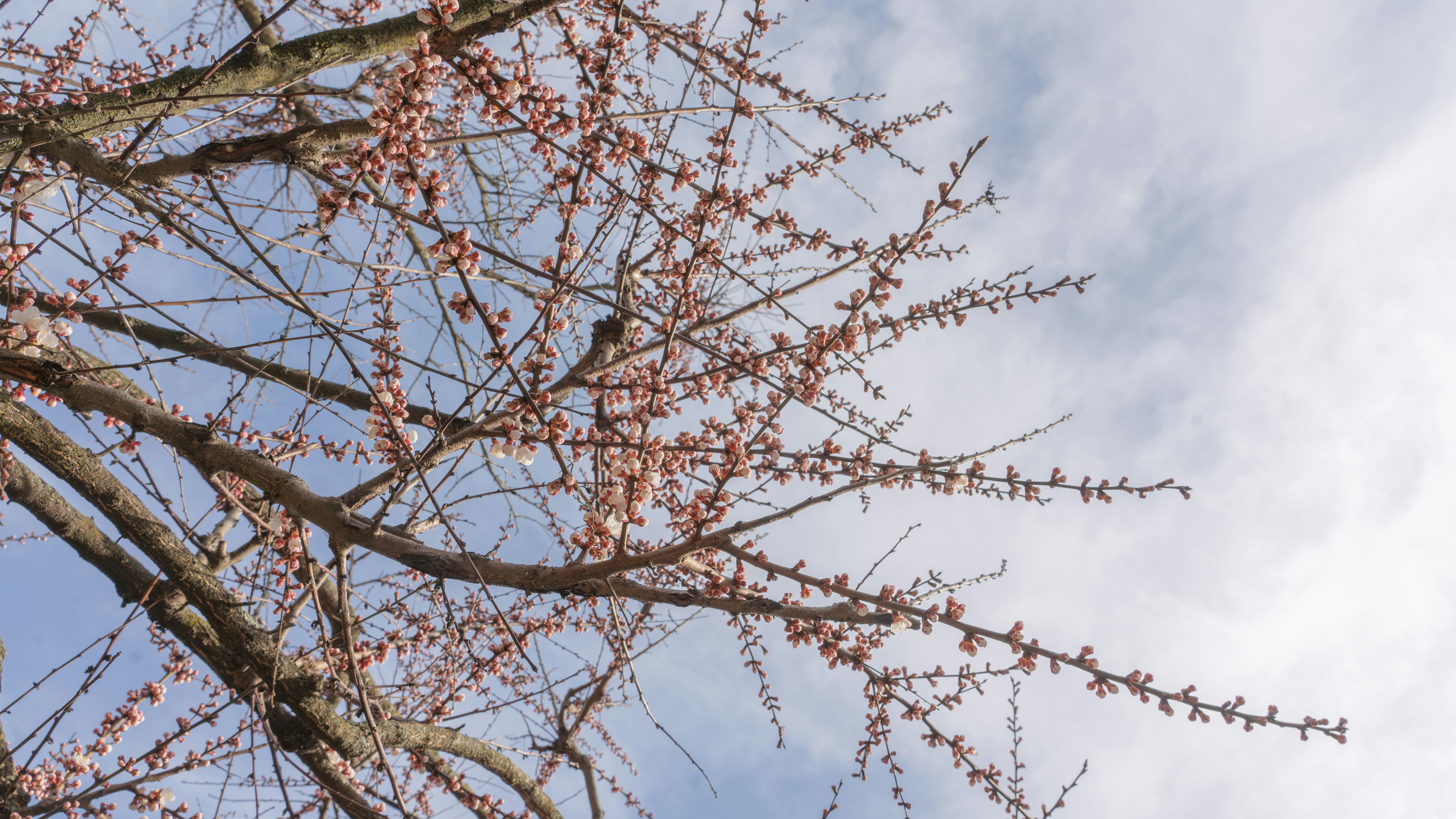 the branches of a tree with pink flowers against a blue sky
