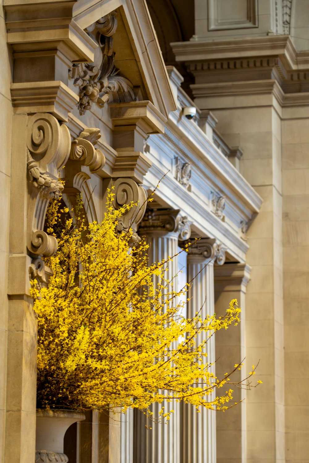 a tree with yellow leaves in front of a building