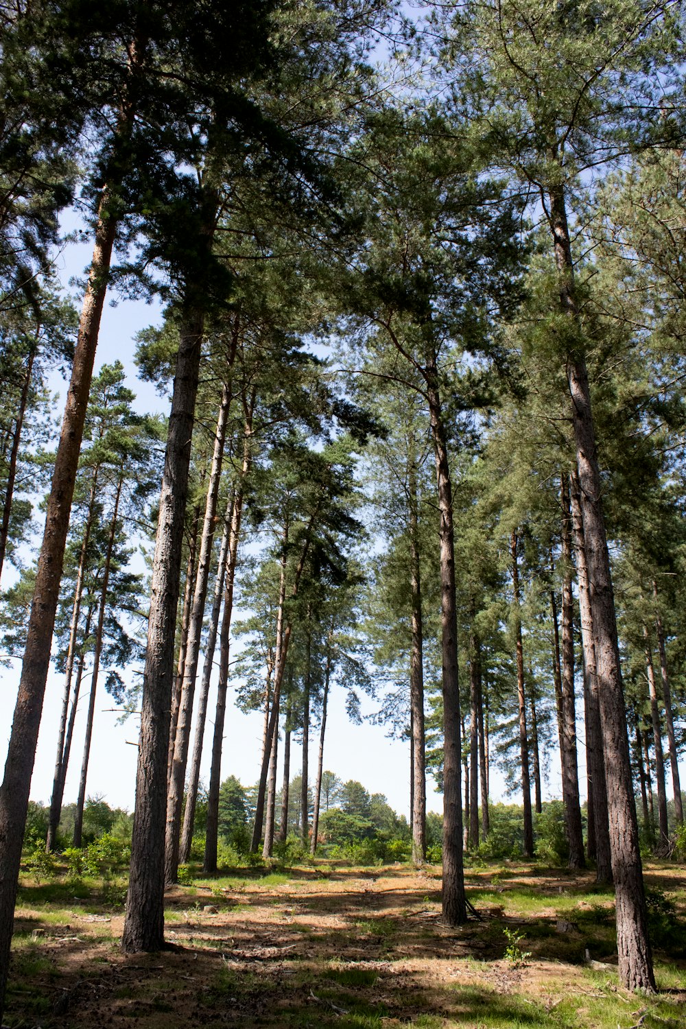 a forest filled with lots of tall trees