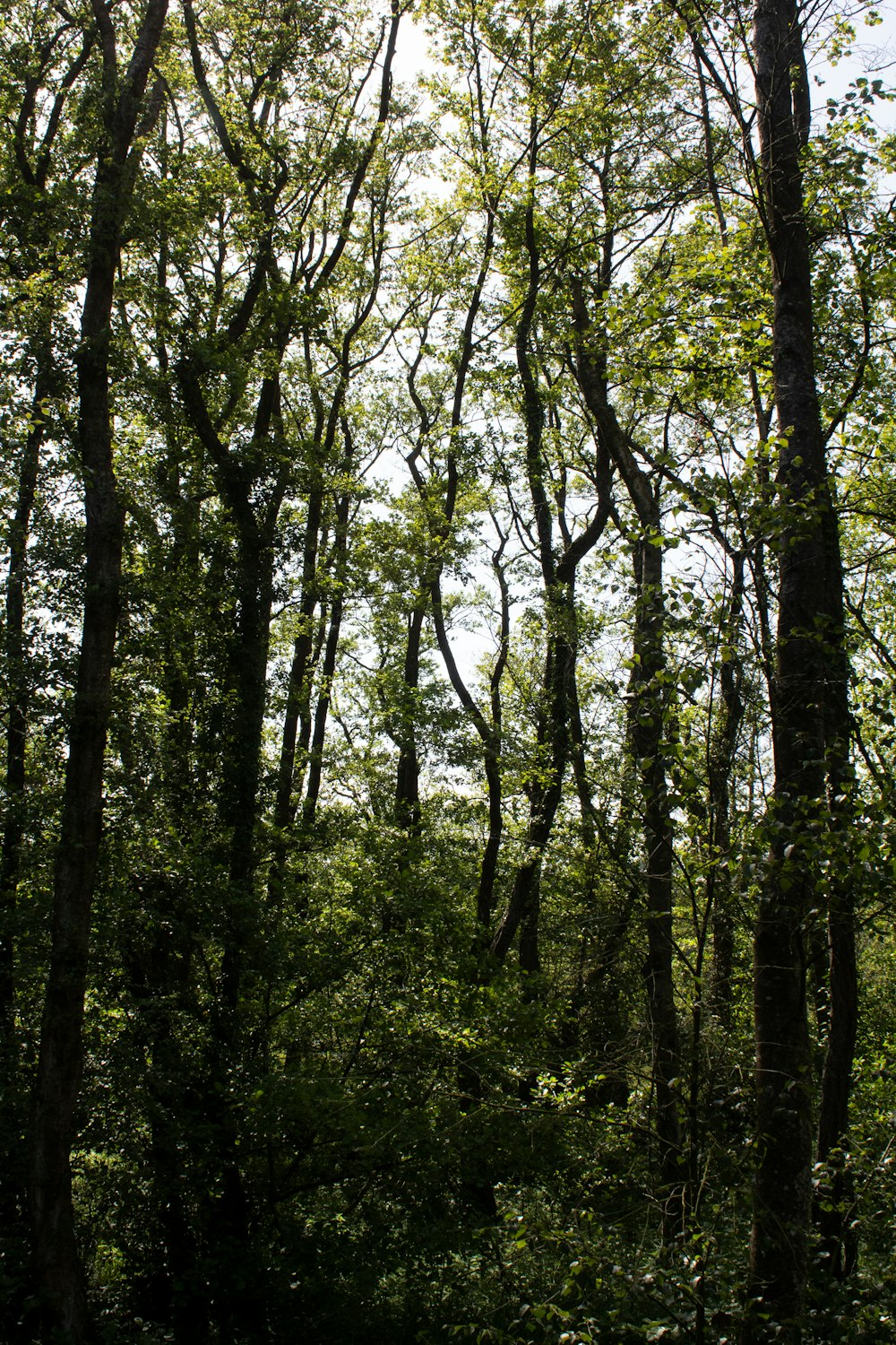 a forest filled with lots of green trees