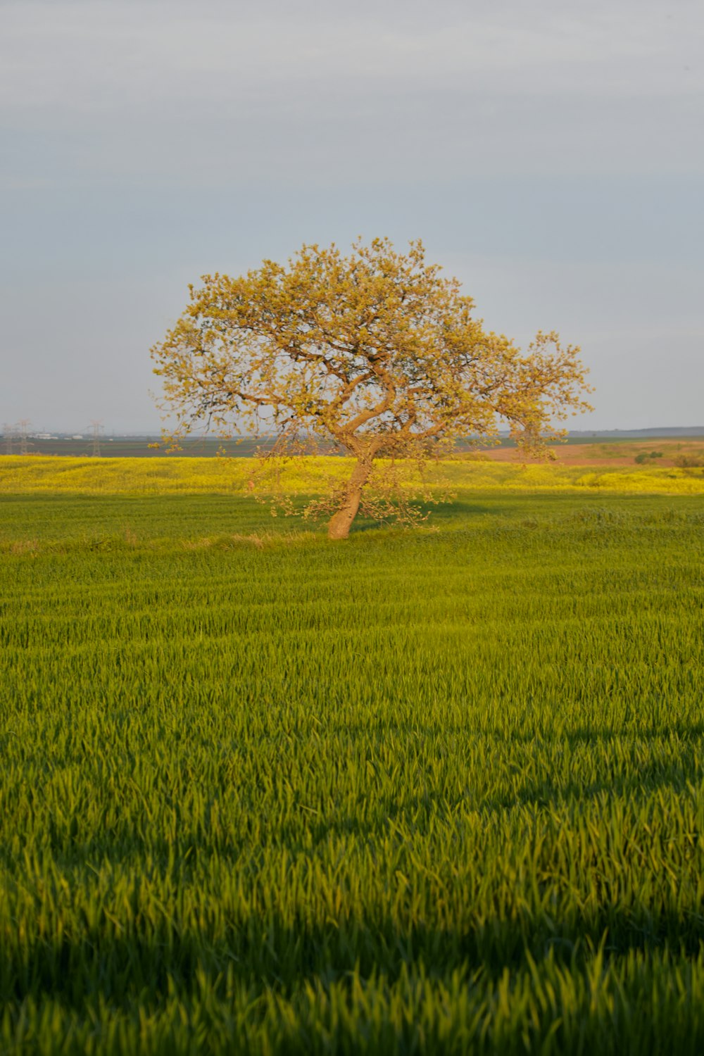 a lone tree in the middle of a green field