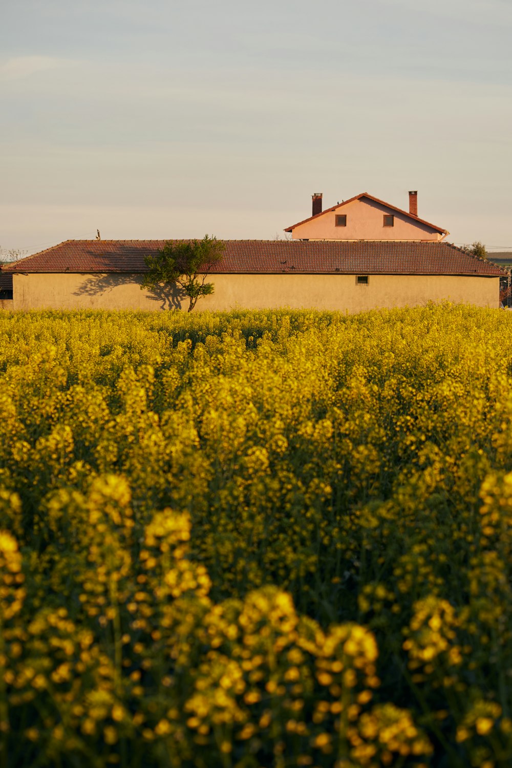 a field of yellow flowers with a house in the background