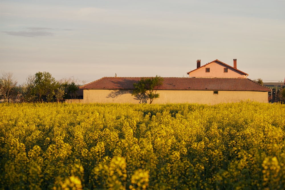 a house in the middle of a field of yellow flowers