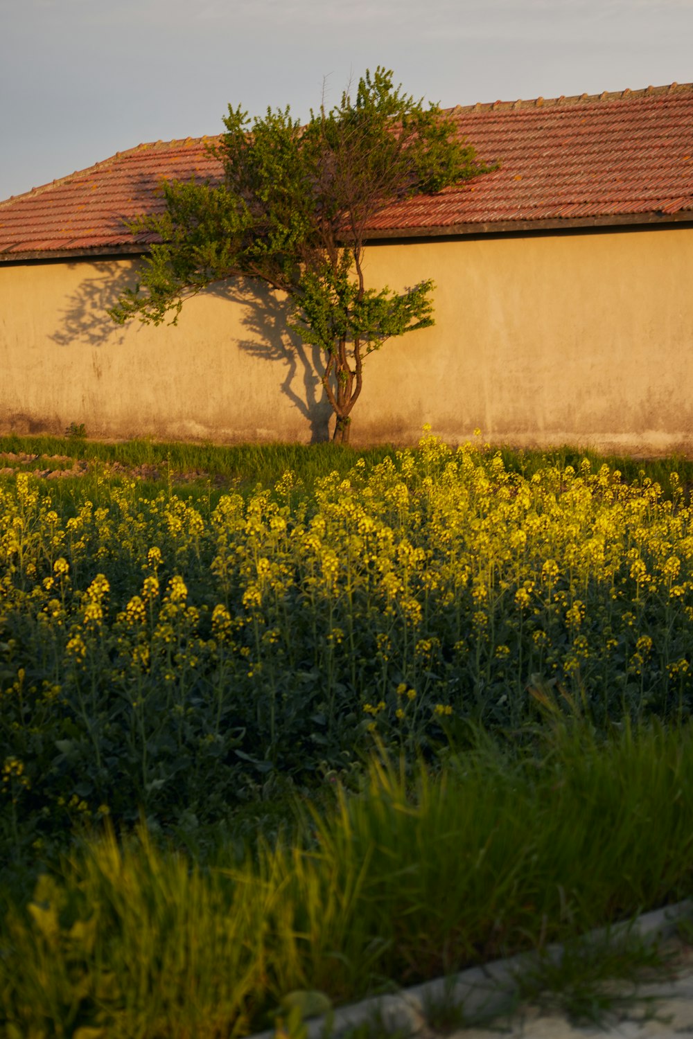 a lone tree in a field of yellow flowers