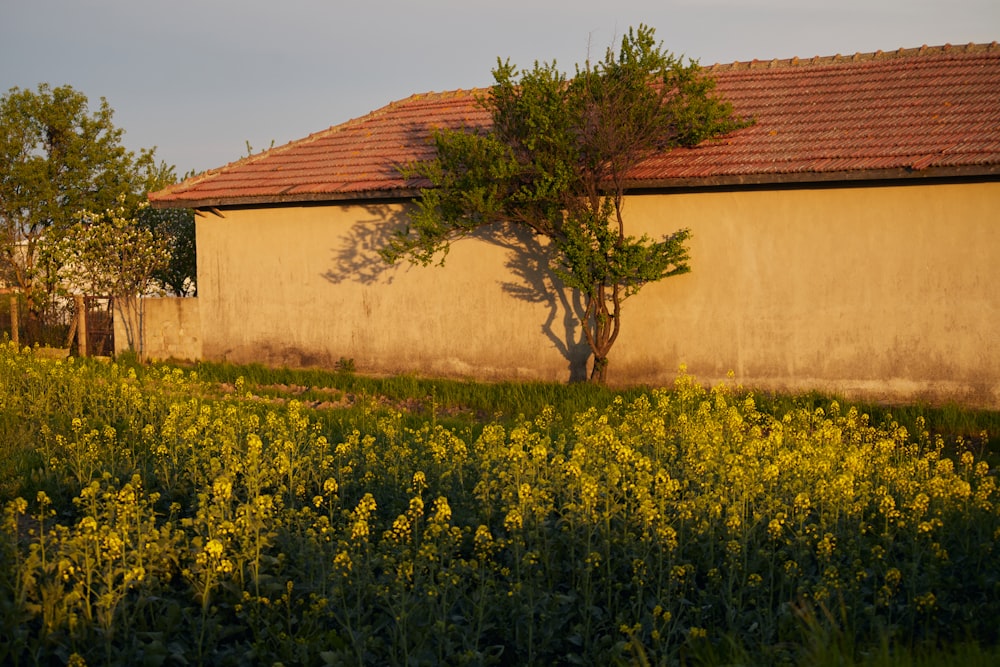 a house with a tree in front of it