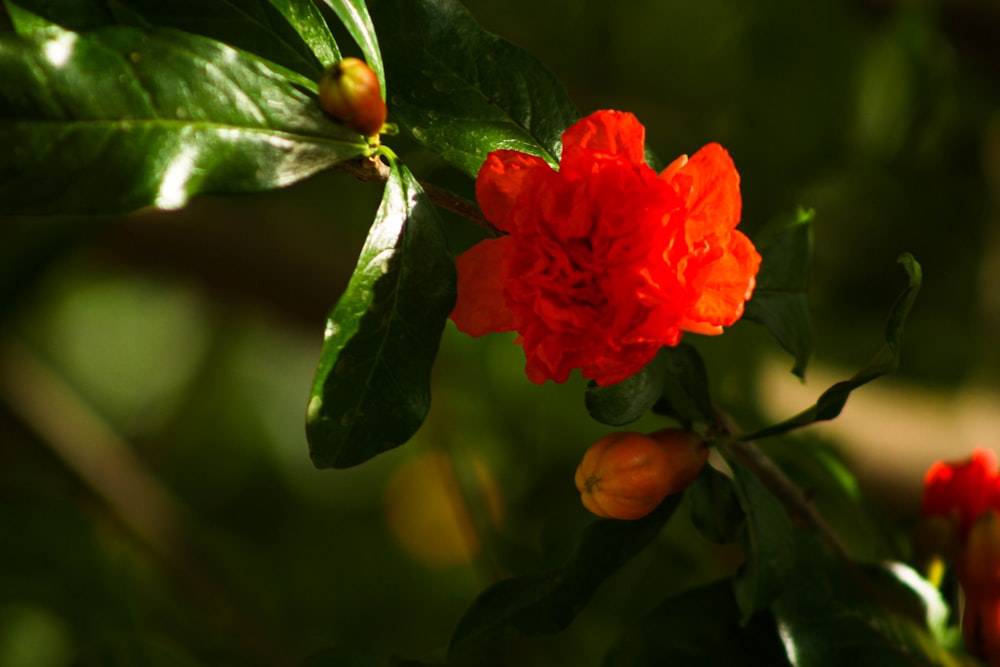 a close up of a red flower on a tree