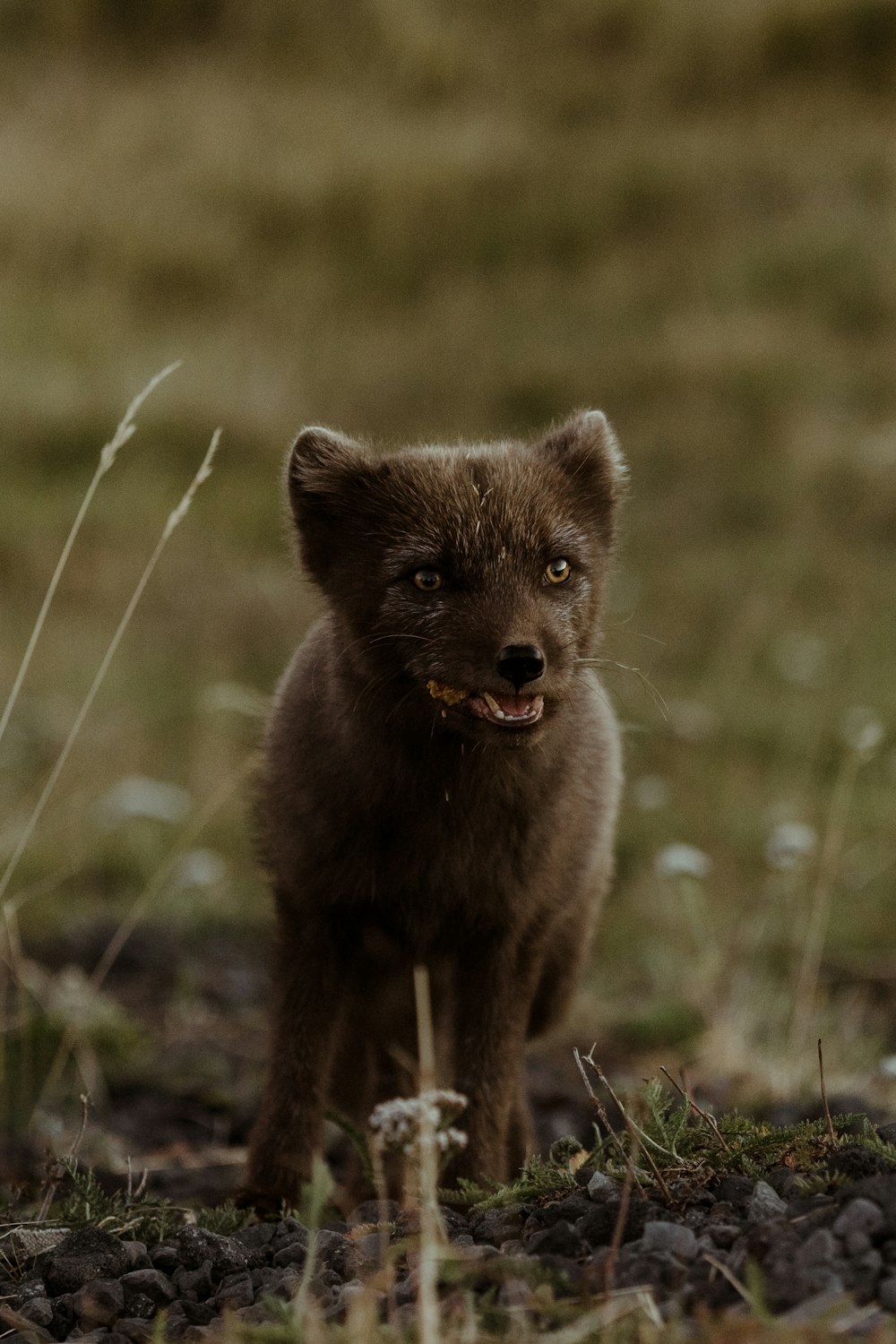 um pequeno animal marrom em pé em cima de um campo coberto de grama