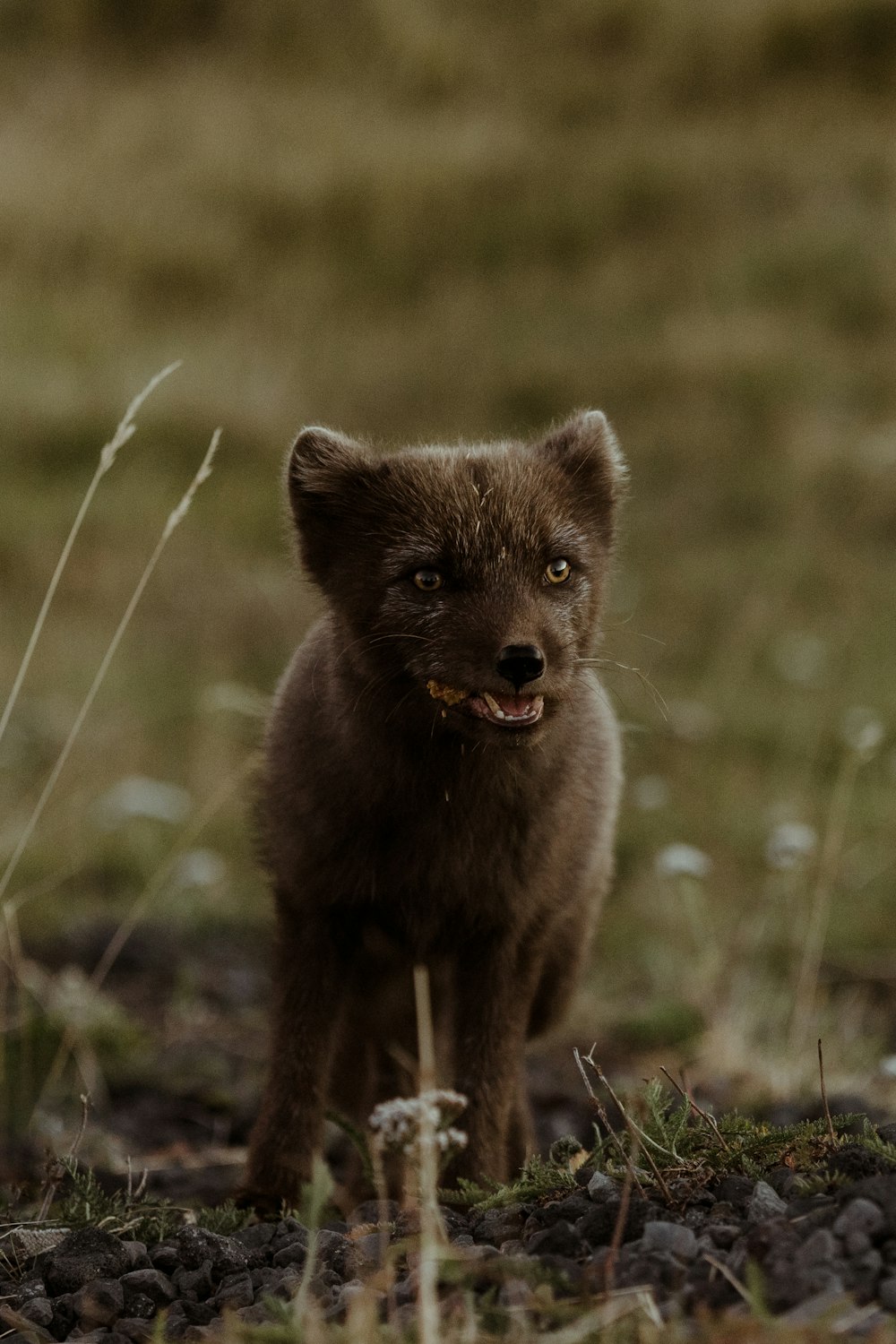 a small brown animal standing on top of a grass covered field