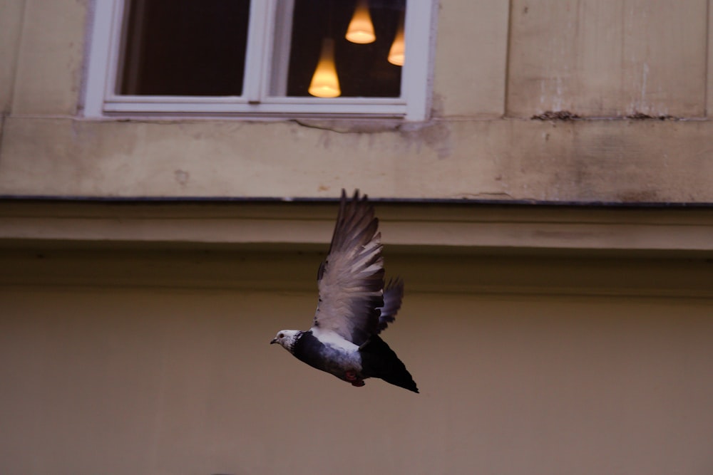 a bird flying in front of a window