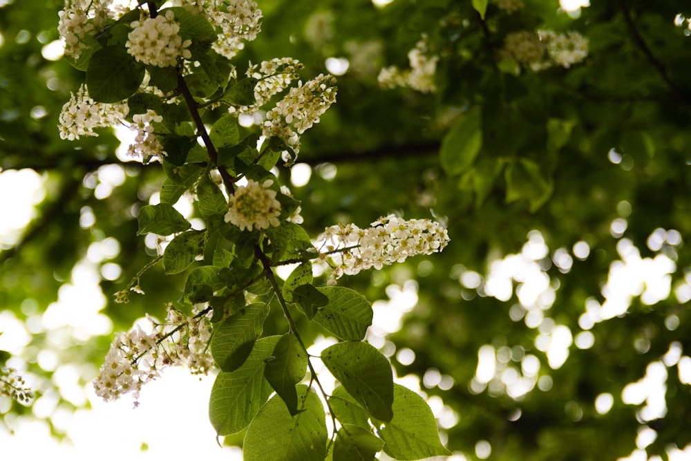 a tree with white flowers and green leaves