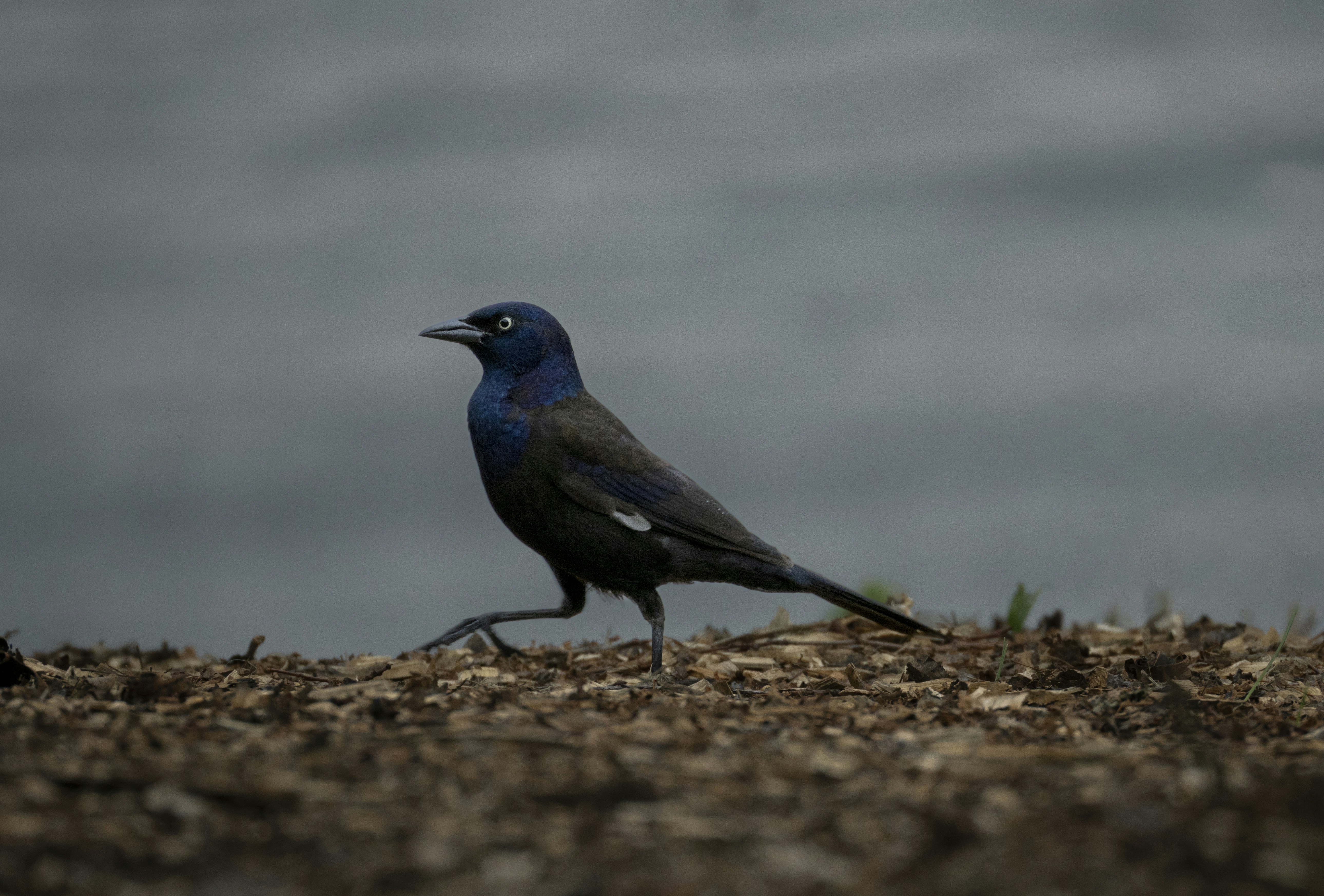 青と黒の鳥が地面に立っている