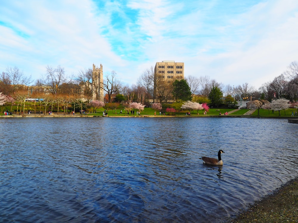 a large body of water with a duck swimming in it