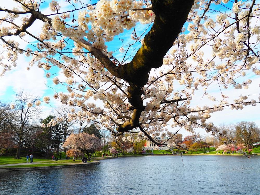 a tree with white flowers near a body of water