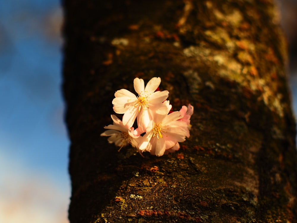 a close up of a tree with flowers on it