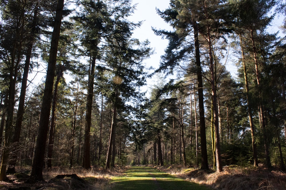 a dirt road surrounded by tall pine trees