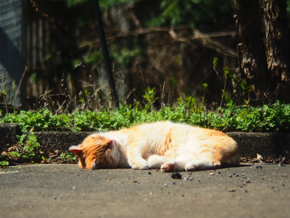 an orange and white cat laying on the ground