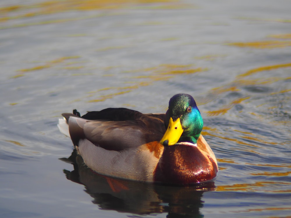 a duck with a yellow beak swimming in the water