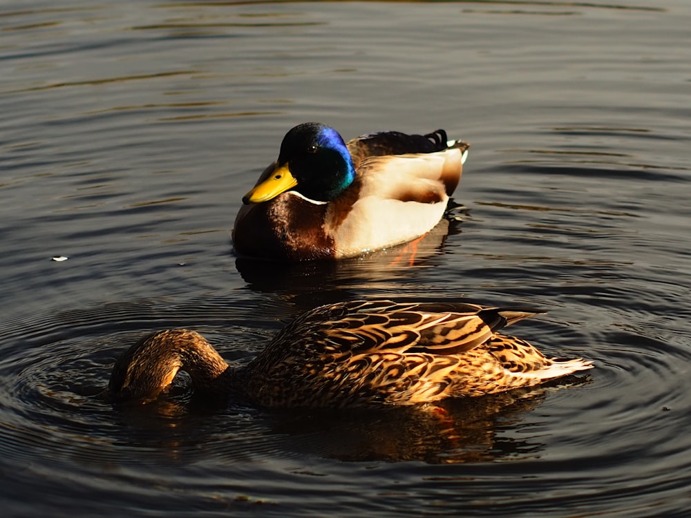 a couple of ducks floating on top of a lake