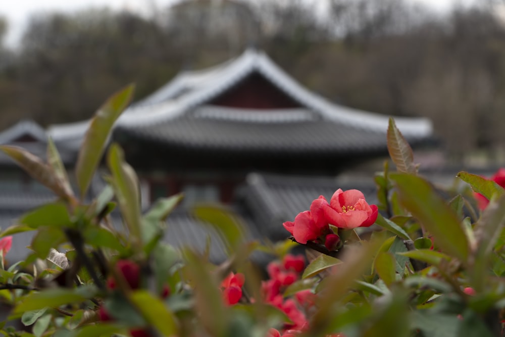 red flowers in front of a building with a pagoda in the background