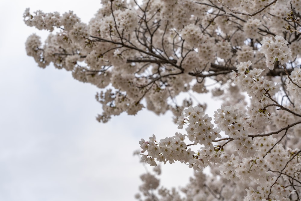 a tree filled with lots of white flowers