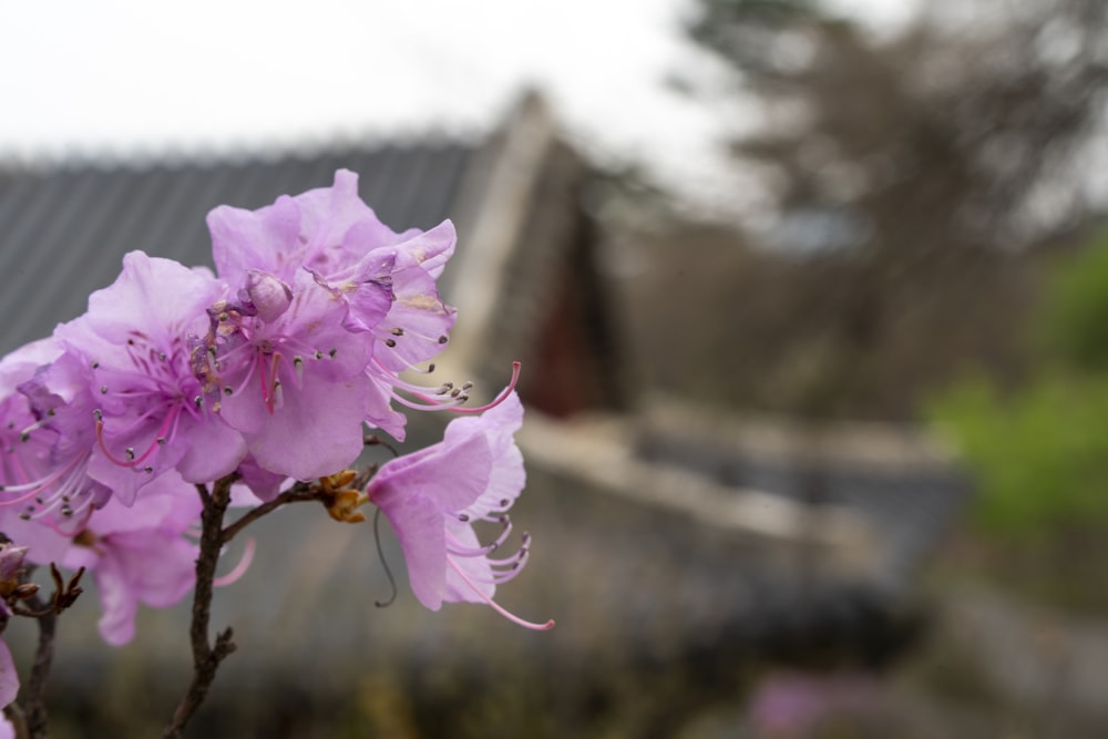 a close up of a flower with a building in the background