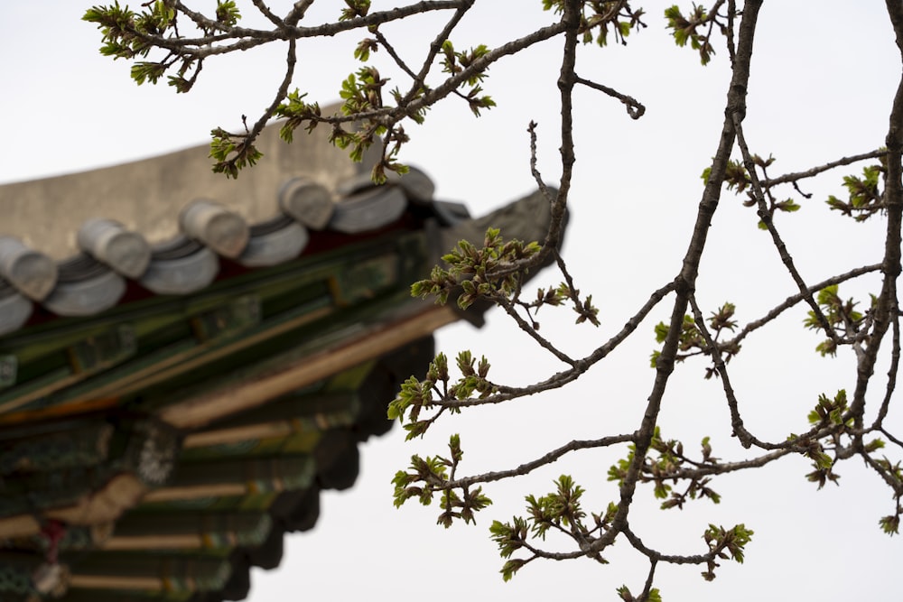 a close up of a roof with a tree in the foreground