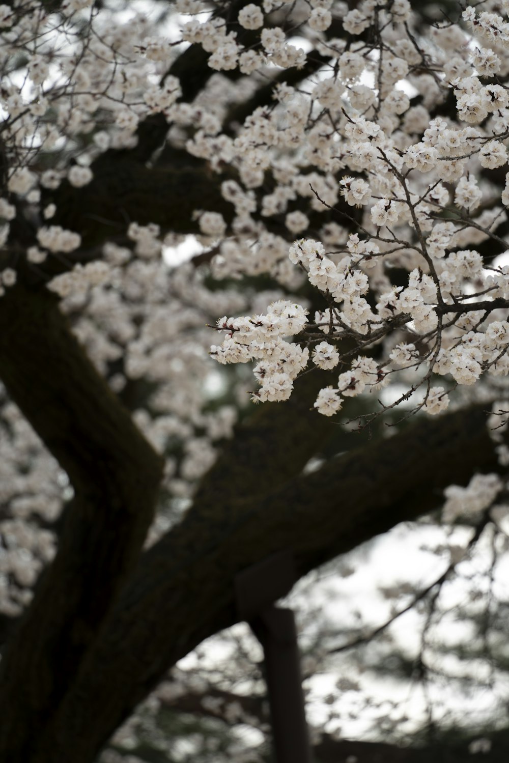 a tree with white flowers in a park
