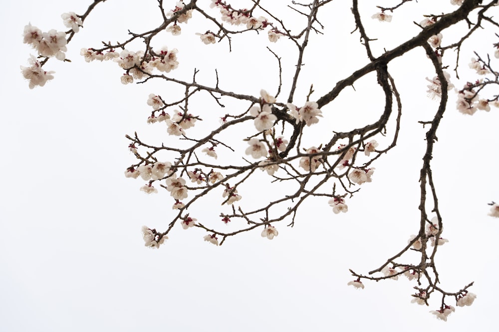 a tree branch with white flowers against a white sky