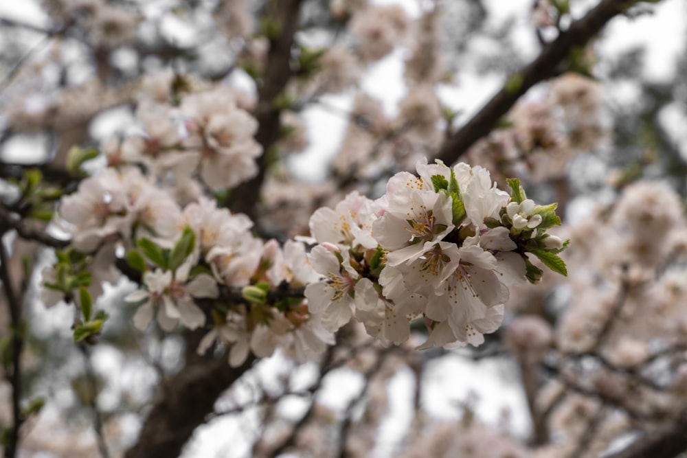 a close up of a tree with white flowers