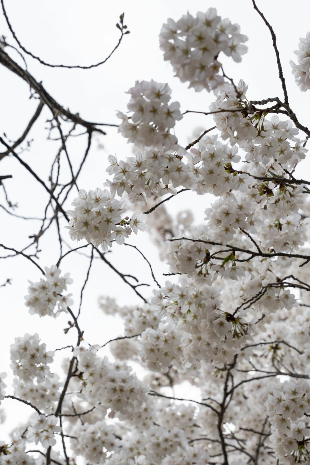 a tree with lots of white flowers on it