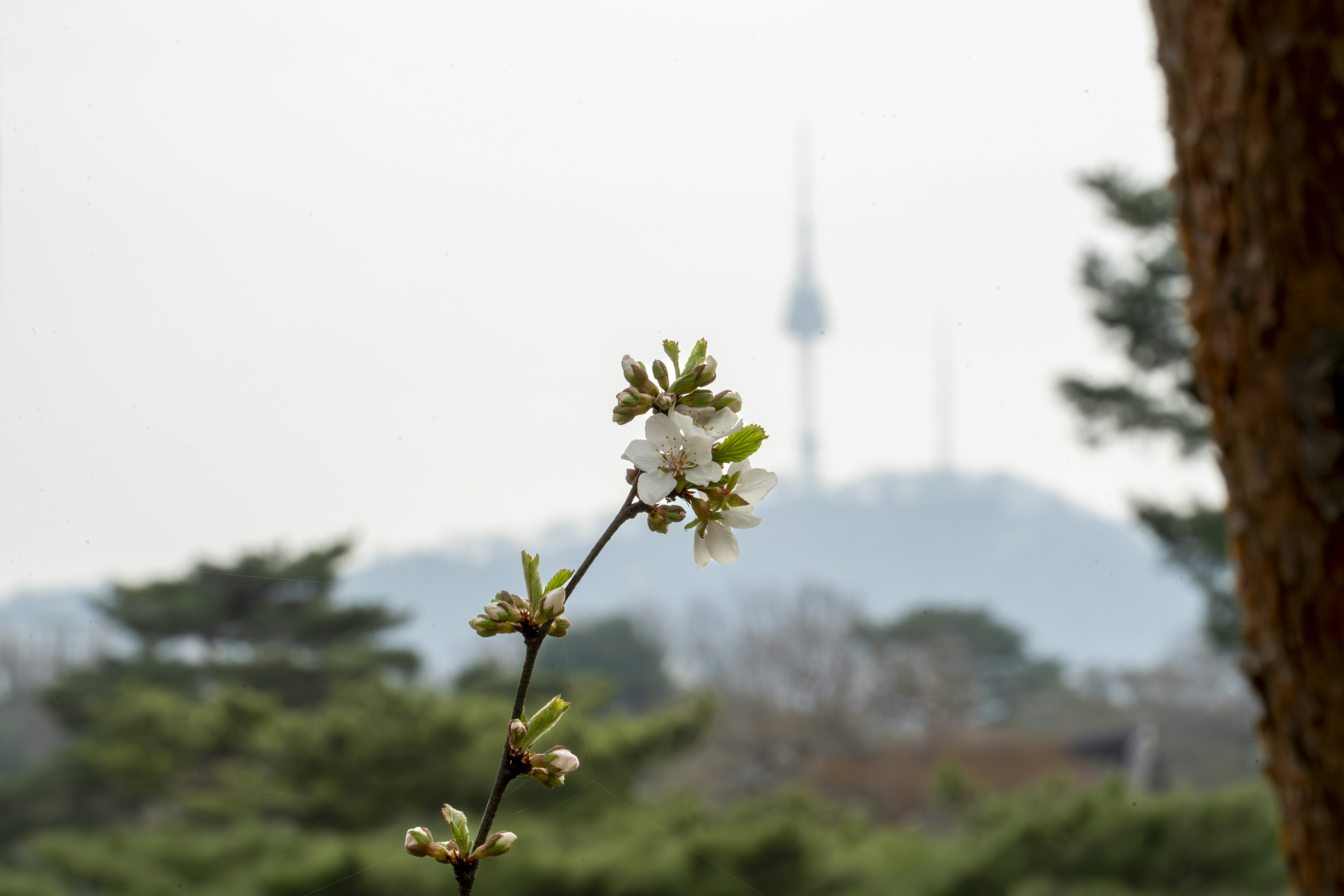 a tree branch with white flowers in front of a mountain