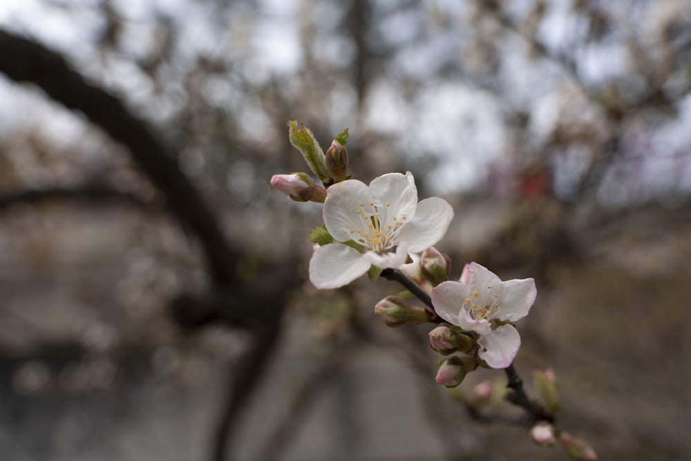 a close up of a flower on a tree branch