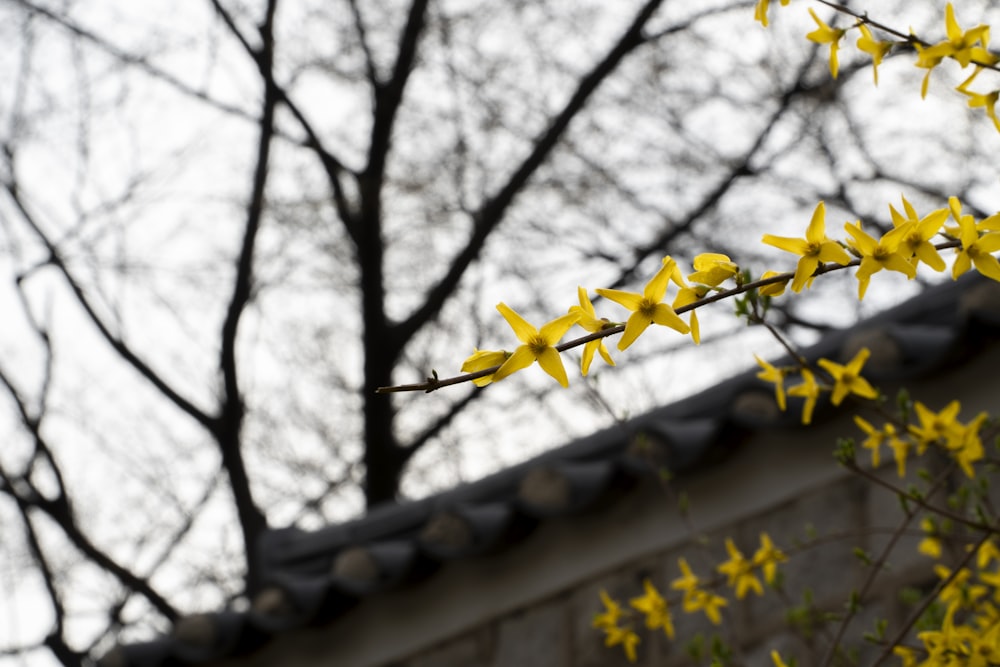 a branch with yellow flowers in front of a building