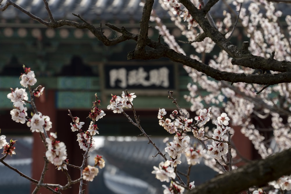 a tree with white flowers in front of a building