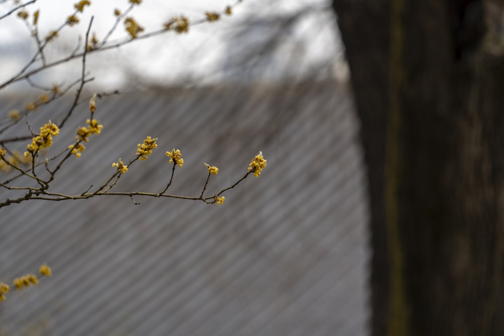 a branch with yellow flowers in front of a building