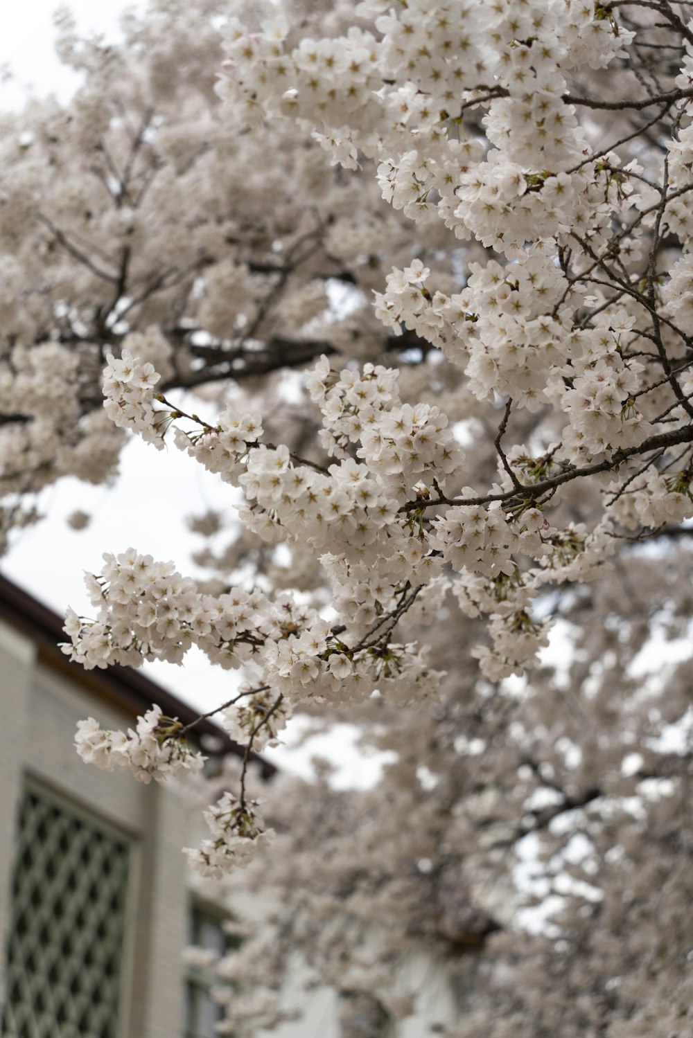 a tree with white flowers in front of a building