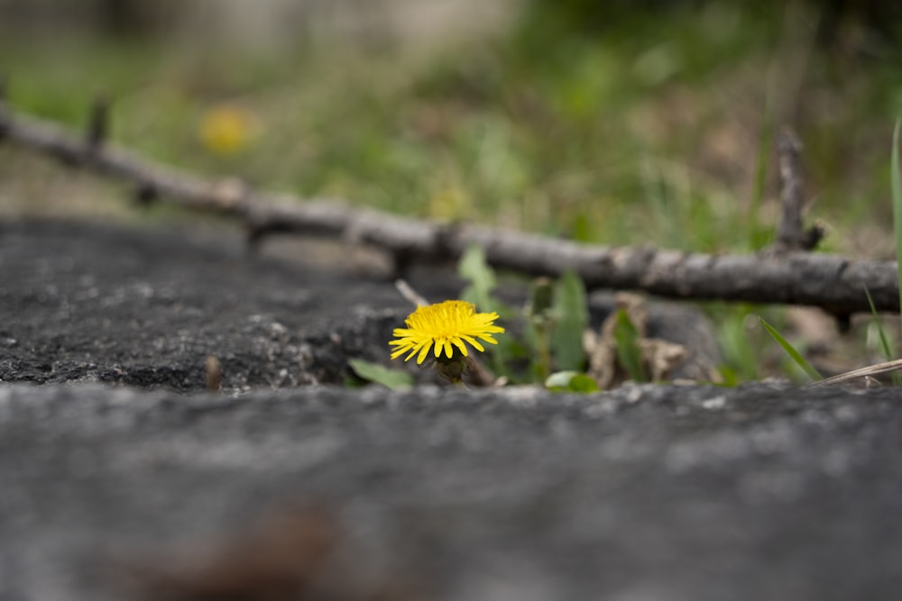 a small yellow flower sitting in the middle of a road