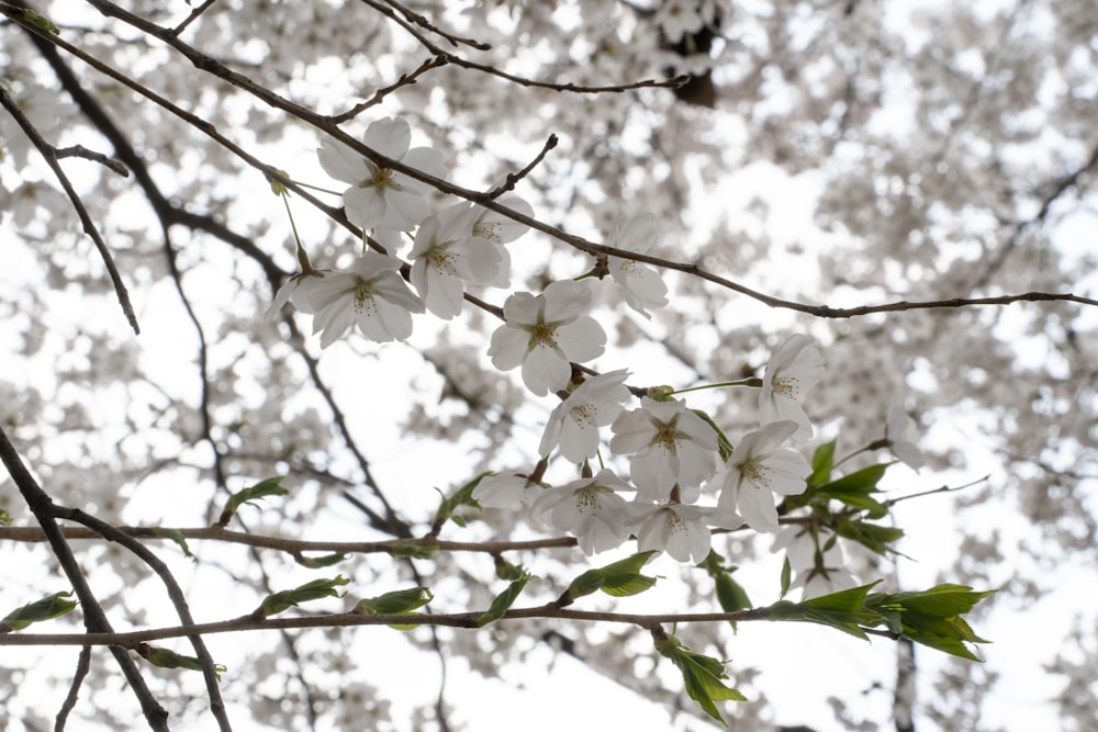 a branch with white flowers and green leaves