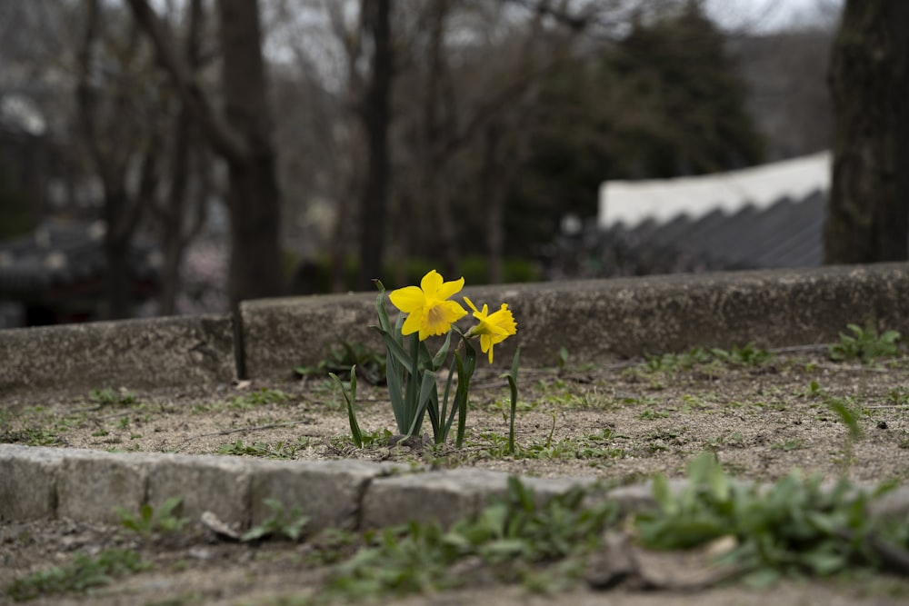 a couple of flowers that are in the dirt