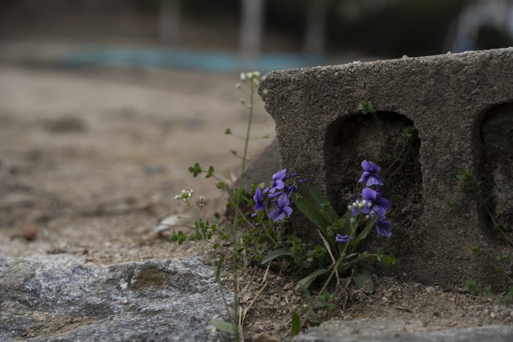 purple flowers growing out of the cracks in a stone wall