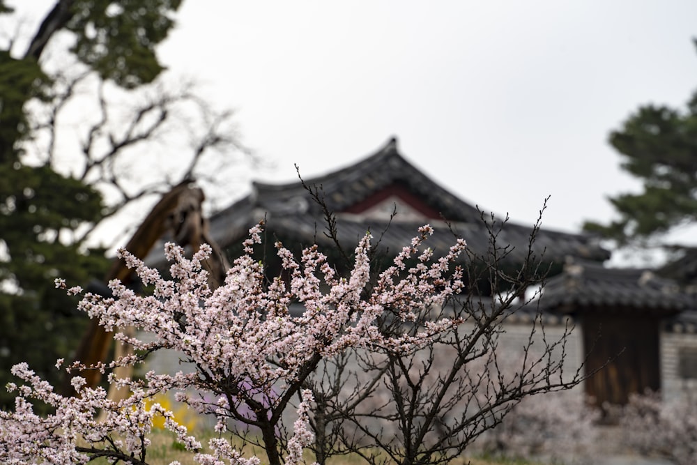 a giraffe standing next to a tree with pink flowers